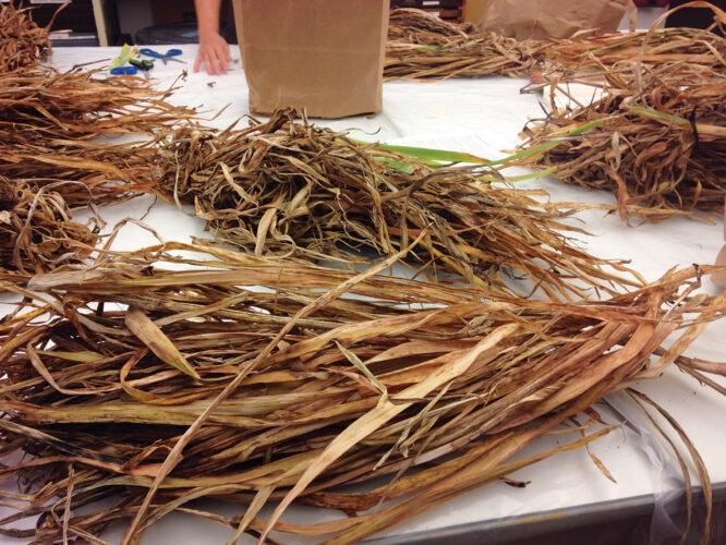 How to Make Paper From Plants Mother Earth News